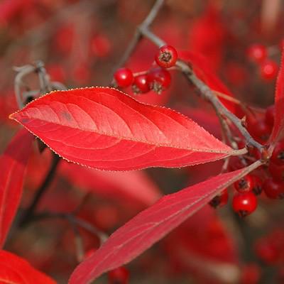 Aronia arbutifolia 'Brilliantissima' ~ Brilliantissima Chokeberry