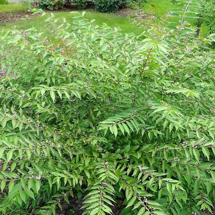 Callicarpa dichotoma 'Issai ~ Issai Beautyberry