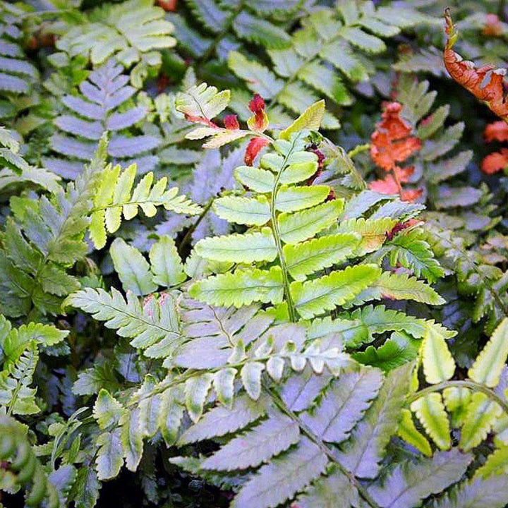 Dryopteris cycadina or D. atrata ~ Shaggy Shield Fern, Black Wood Fern