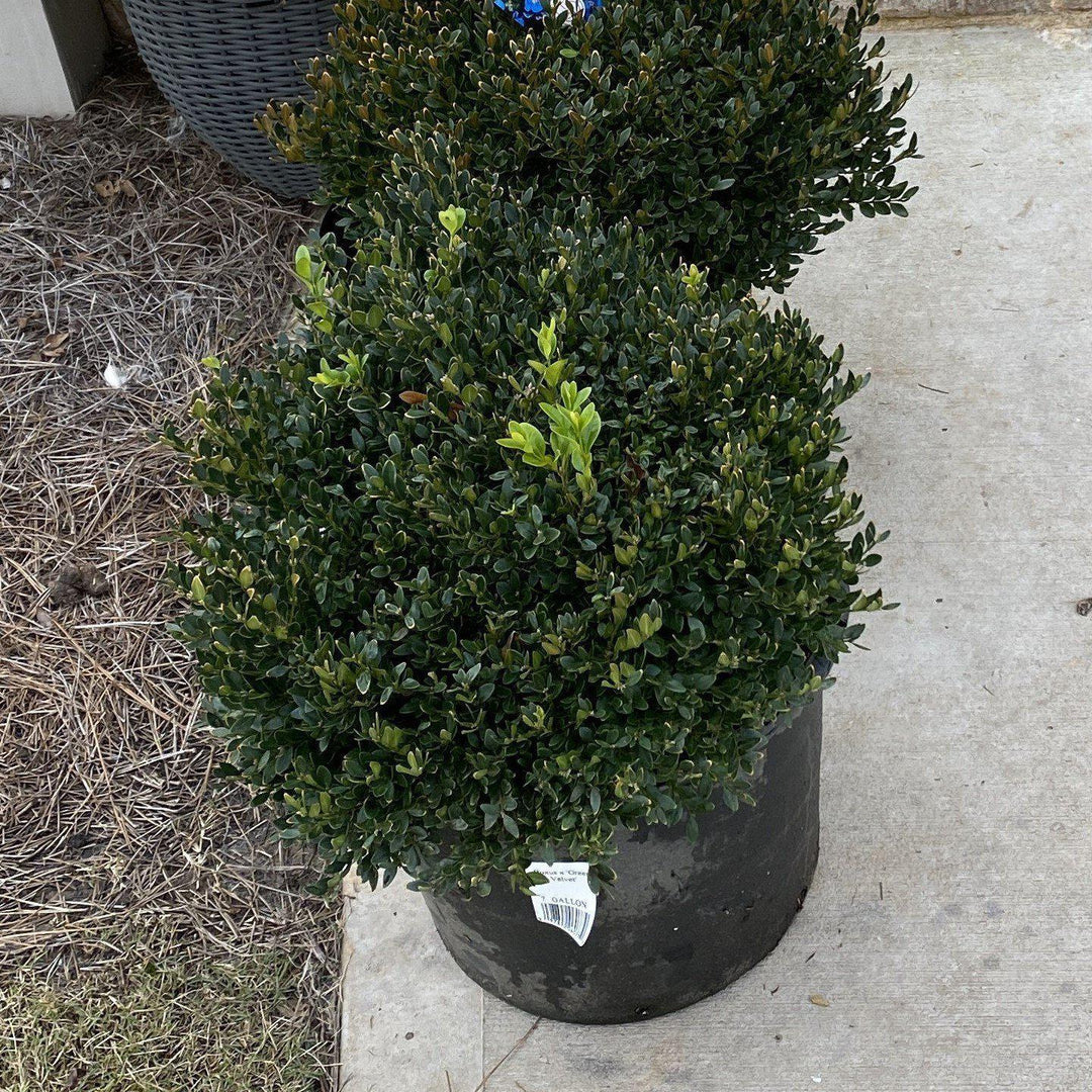 Buxus 'Terciopelo Verde' ~ Boj de Terciopelo Verde