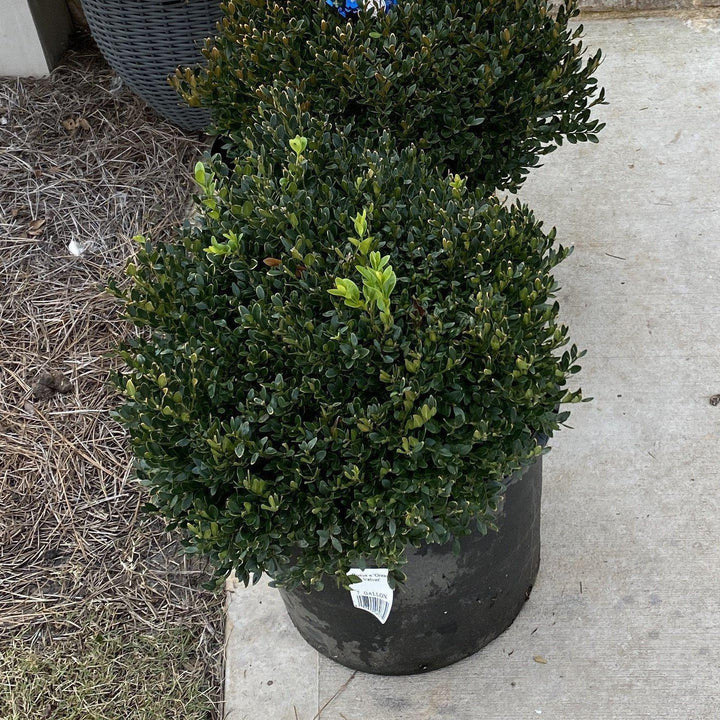 Buxus 'Green Velvet' ~ Green Velvet Boxwood