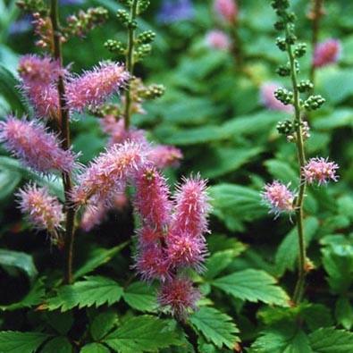 Astilbe chinensis 'Pumila' ~ Pumila Chinese Astilbe