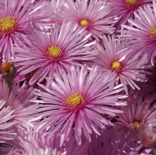 Aster dumosus 'Woods Pink' ~ Woods Pink Aster