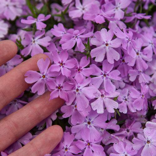 Phlox subulata 'Pink Sparkles' ~ Spring Bling™ Pink Sparkles Creeping Phlox