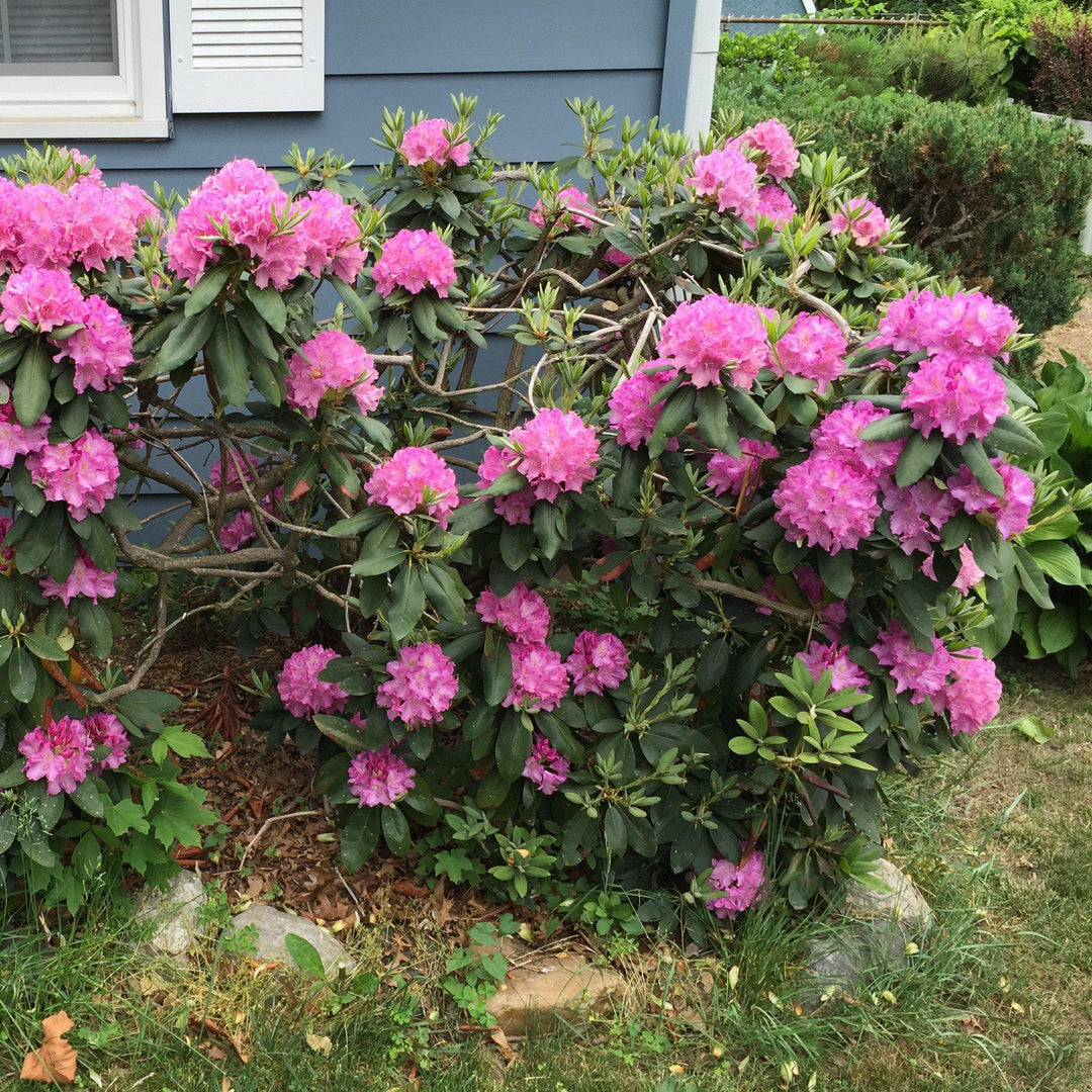 Rododendro 'Roseum Elegans' ~ Rododendro Roseum Elegans