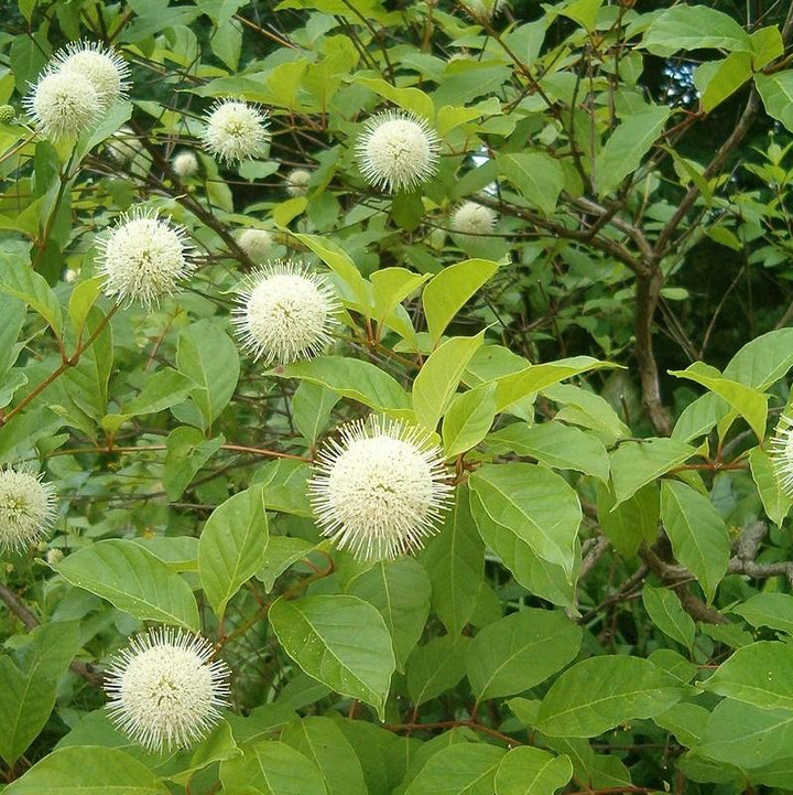 Cephalanthus occidentalis ~ Arbusto de botones