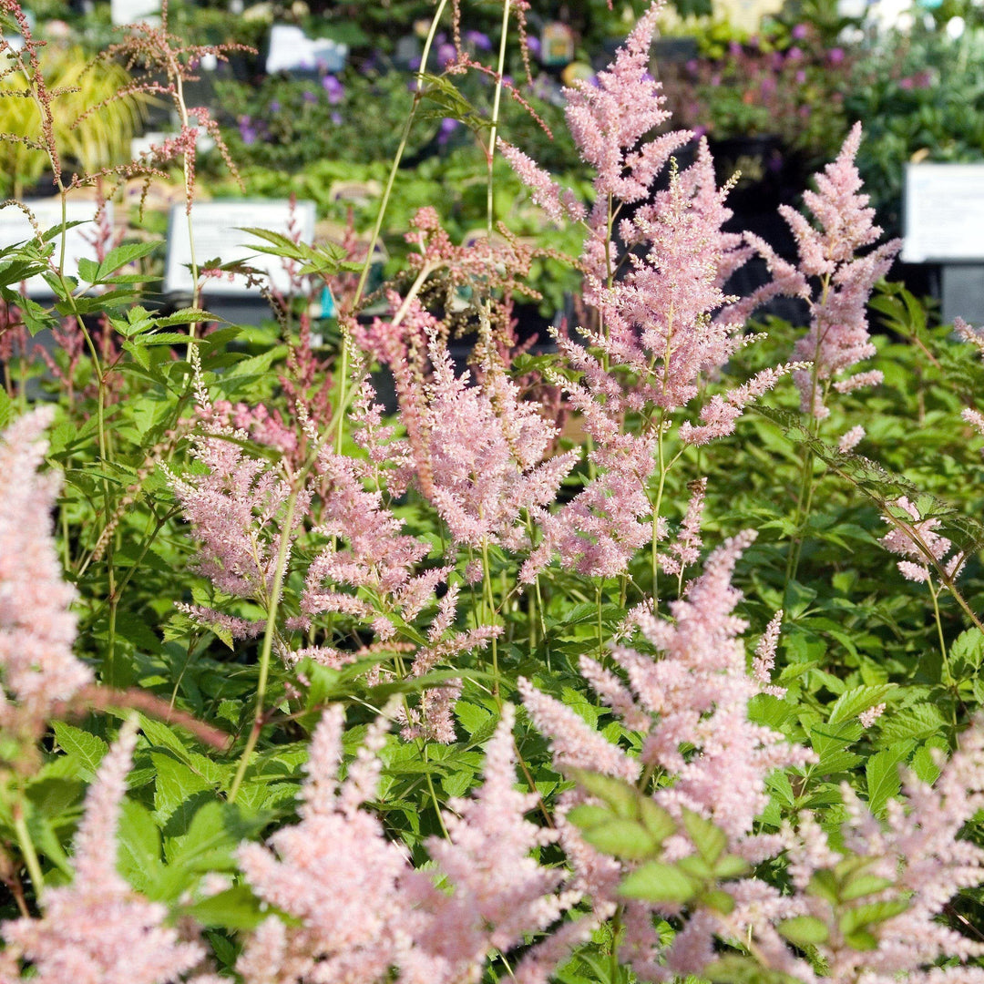 Astilbe japonica 'Peach Blossom' ~ Peach Blossom Japanese Astilbe