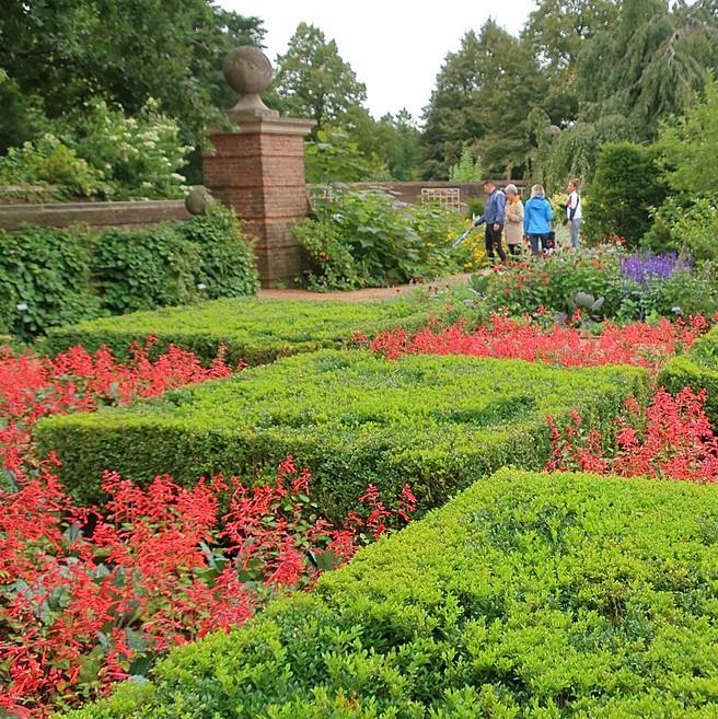 Buxus 'Green Velvet' ~ Green Velvet Boxwood