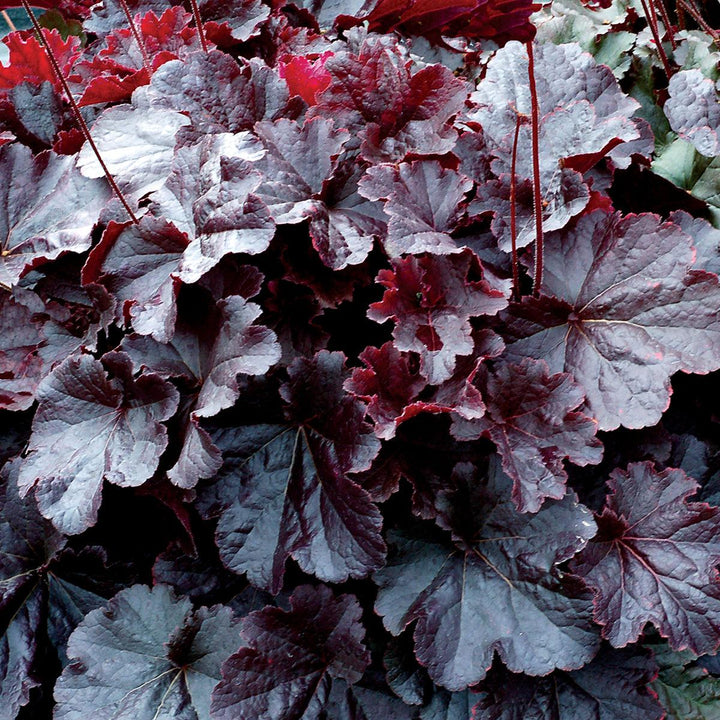 Heuchera 'TNHEUNEB' ~ Northern Exposure™ Black Heuchera