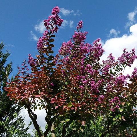 Lagerstroemia indica 'Autaugaville' ~ Autaugaville Crape Myrtle