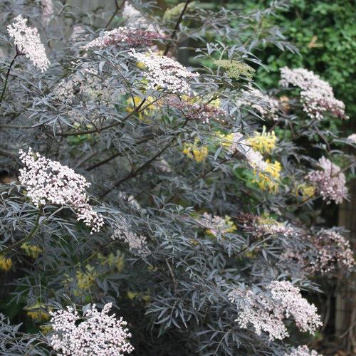 Sambucus nigra 'Eva' ~ Black Lace® Elderberry