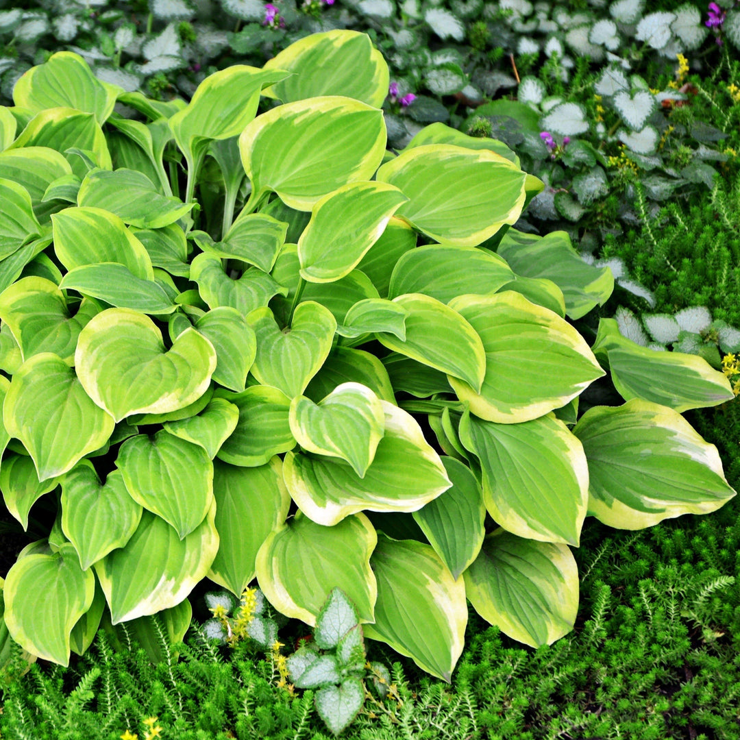 Hosta x 'Shade Fanfare' ~ Shade Fanfare Hosta