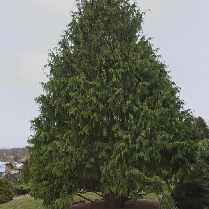 Chamaecyparis nootkatensis 'Pendula' ~ Weeping Alaska Cedar