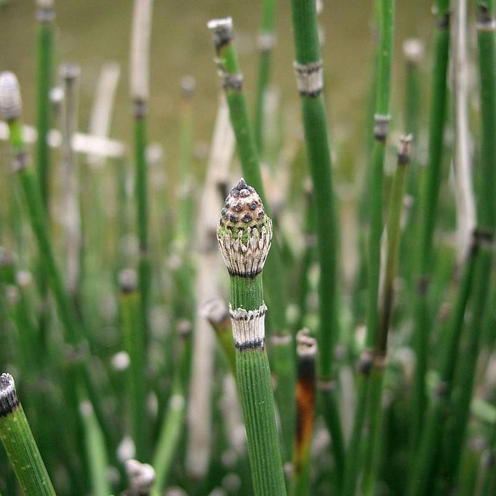 Equisetum hyemale ~ Cola de caballo áspera, junco fregador