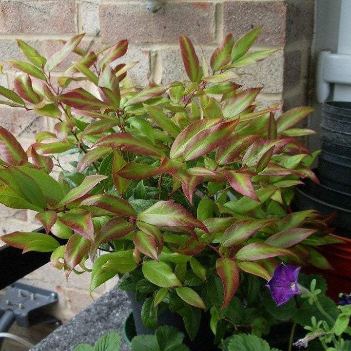 Leucothoe fontanesiana 'Zeblid' ~ Scarletta® Leucothoe