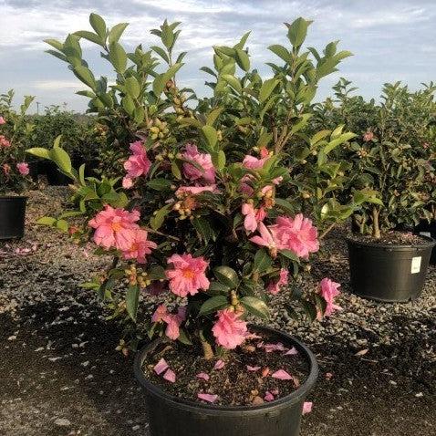 Camellia 'Winter's Joy' ~ Winter's Joy Camellia – JTSOP Farms