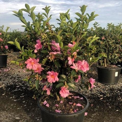 Camellia 'Winter's Joy' ~ Winter's Joy Camellia