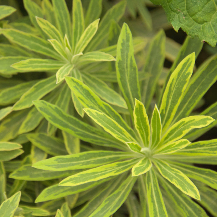 Euphorbia x martinii 'Ascot Rainbow' ~ Ascot Rainbow Spurge