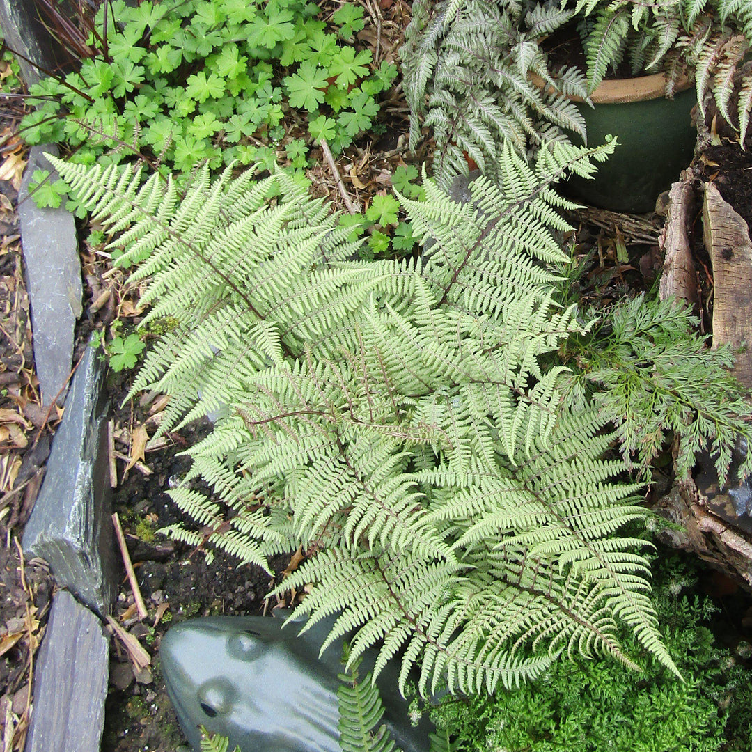 Athyrium 'Ghost' ~ Ghost Fern