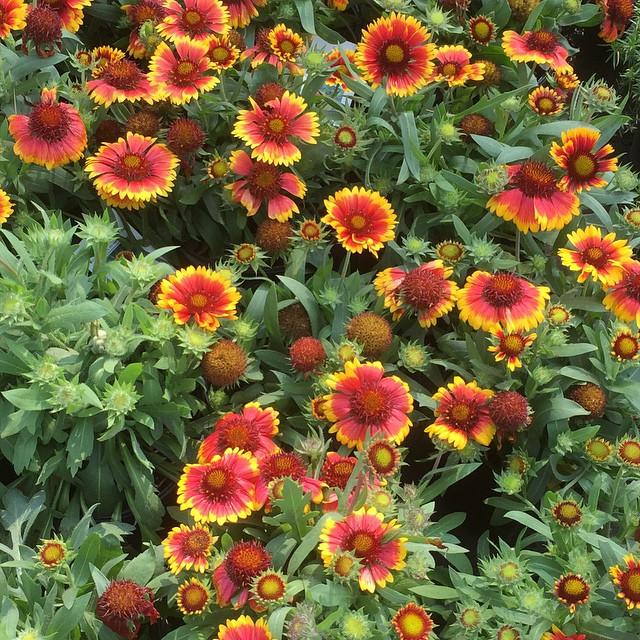 Gaillardia x aristata 'Arizona Sun' ~ Arizona Sun Blanket Flower