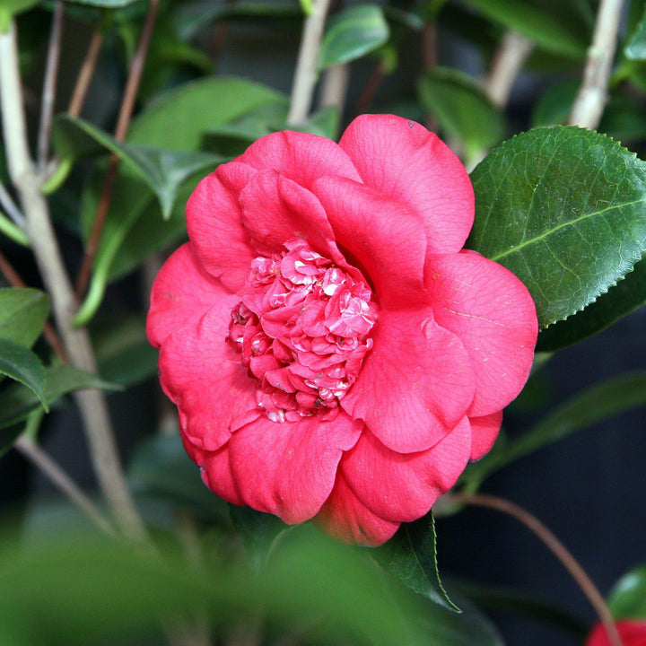 Camellia japonica 'Cita de abril' ~ Cita de abril Camellia