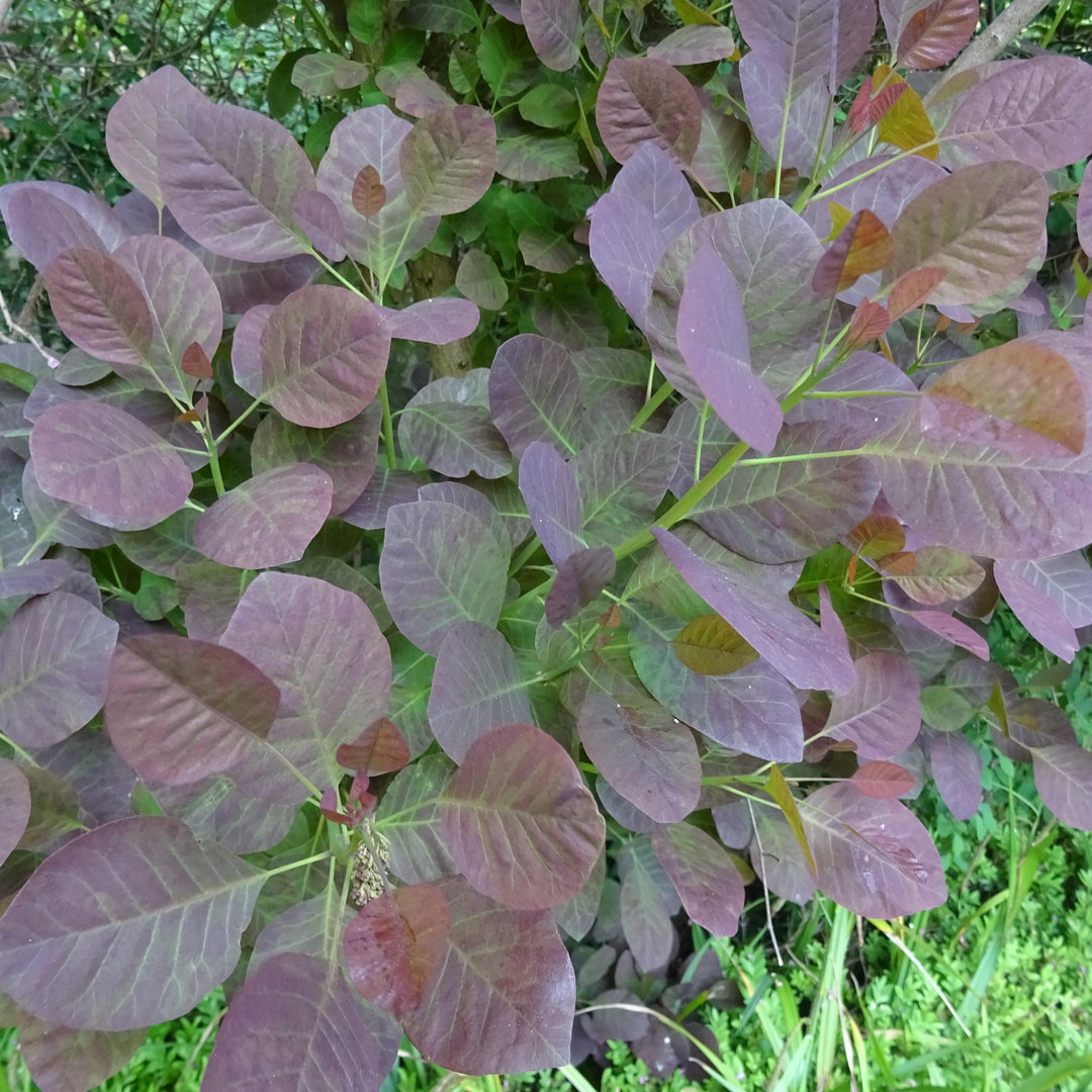 Cotinus coggygria 'Royal Purple' ~ Royal Purple Smoke Tree