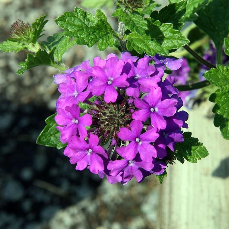 Verbena canadensis 'Homestead Purple' ~ Purple Spreader™ Garden Verbena