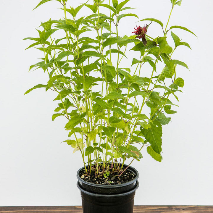 Monarda didyma 'Jacob Cline' ~ Jacob Cline Bee Balm