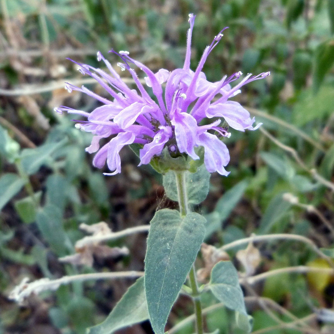 Monarda 'Blue Moon' ~ Sugar Buzz® Blue Moon Bee Balm