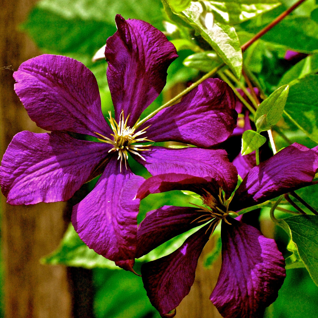 Clematis 'Jackmanii Superba' ~ Jackmanii Superba Clematis