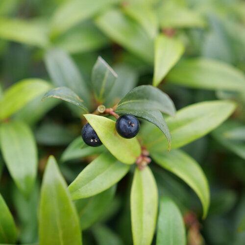 Sarcococca hookeriana 'Purplerij1' ~ Sweet & Lo™ Sweetbox