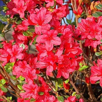 Rhododendron x 'Hino Crimson' ~ Hino Crimson Azalea