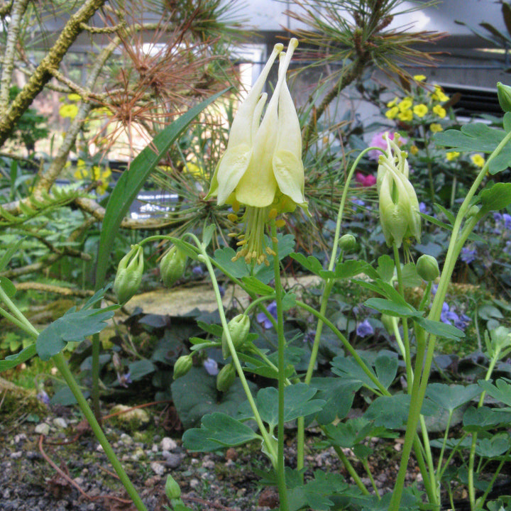 Aquilegia canadensis 'Corbett' ~ Corbett Columbine