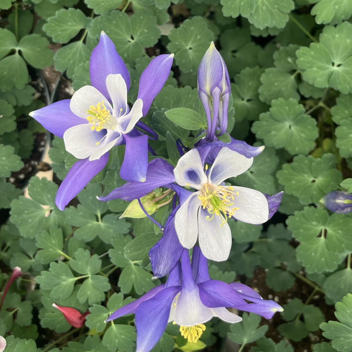 Aquilegia caerulea 'Deep Blue & White' ~ Kirigami™ Deep Blue & White Columbine
