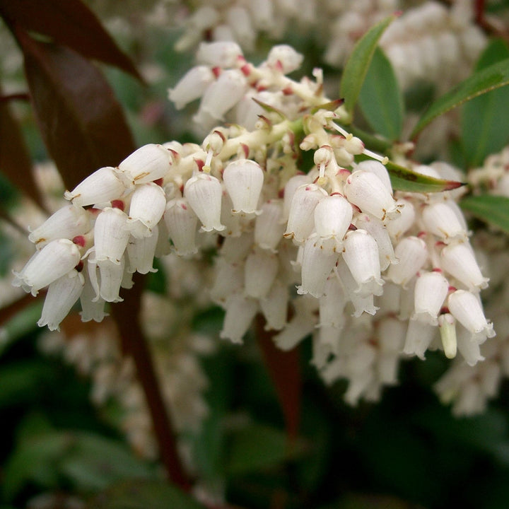 Leucothoe axillaris ~ Coastal Leucothoe