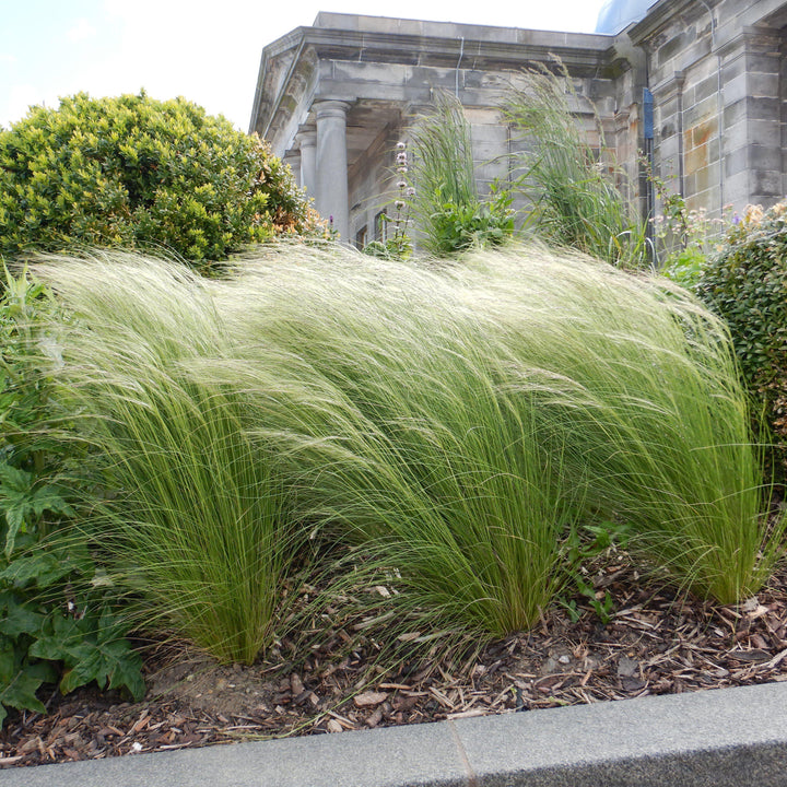 Nassella tenuissima ~ Mexican Feather Grass