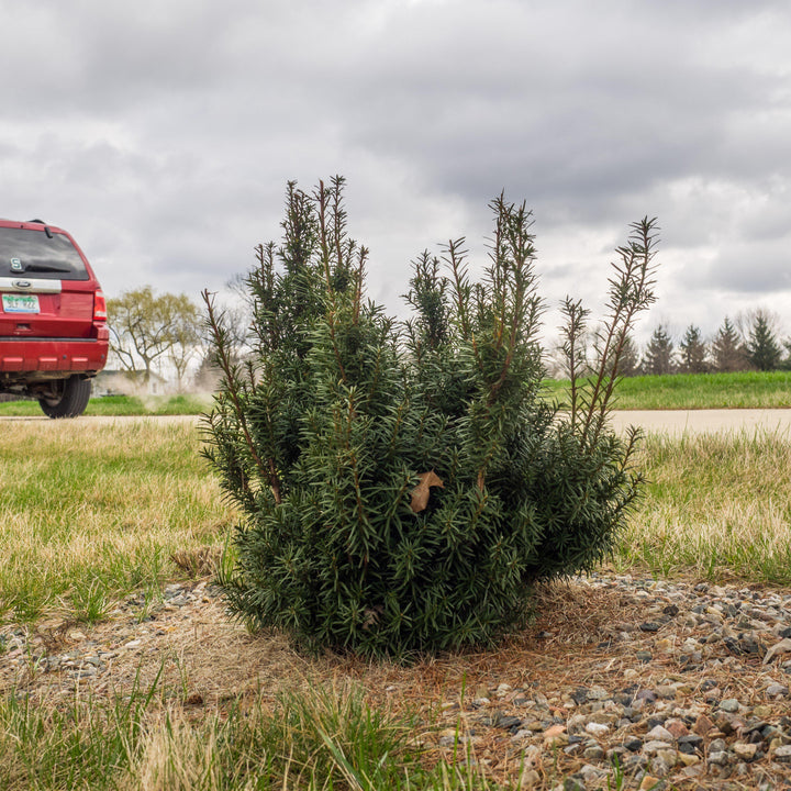 Taxus × media 'Hicksii' ~ Tejo de Hick