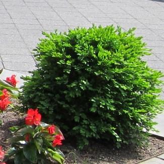 Buxus 'Green Velvet' ~ Green Velvet Boxwood