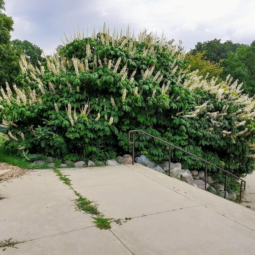 Aesculus parviflora ~ Cepillo para botellas Buckeye