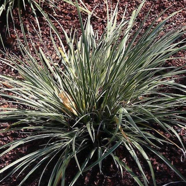 Acorus gramineus 'Variegatus' ~ Variegated Sweet Flag