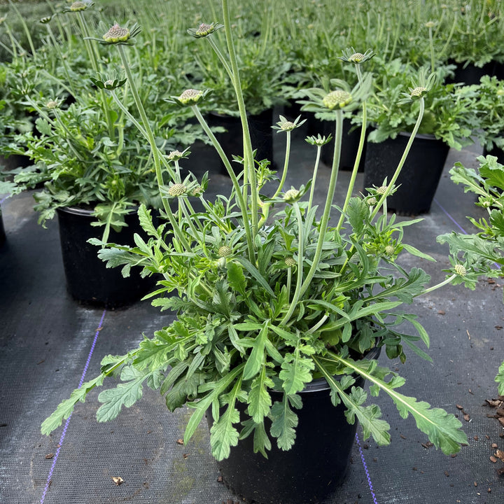 Scabiosa columbaria 'Butterfly Blue' ~ Butterfly Blue Pincushion Flower