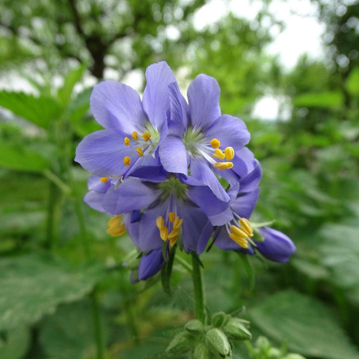 Polemonium 'Brise d'Anjou' ~ Variegated Jacob's Ladder