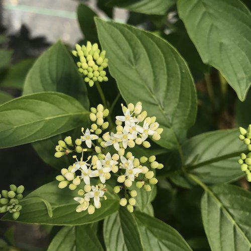 Cornus stolonifera 'SMNCSBD' ~ PW® Arctic Fire® Cornejo de ramita amarilla