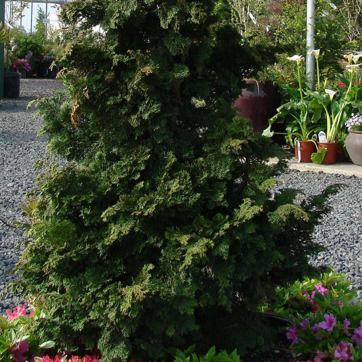 Chamaecyparis obtusa 'Wells Special' ~ Wells Special Hinoki