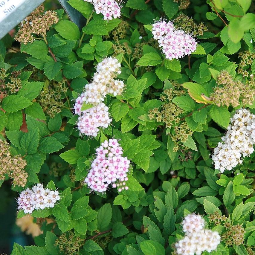 Spiraea japonica 'Pequeña Princesa' ~ Pequeña Princesa Spirea