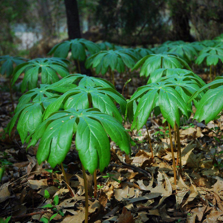 Podophyllum peltatum ~ Mayapple, American Mandrake