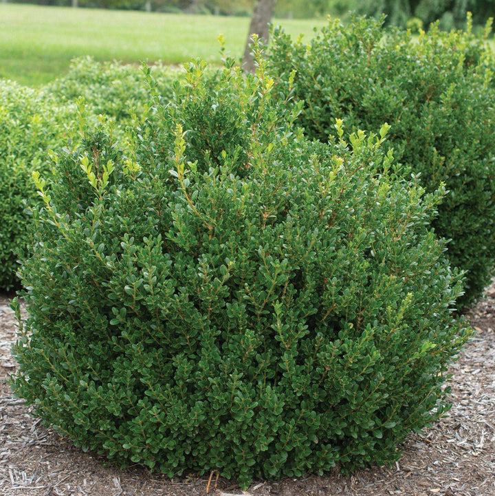 Buxus microphylla 'Little Missy' PP 24,703' ~ Little Missy Boxwood