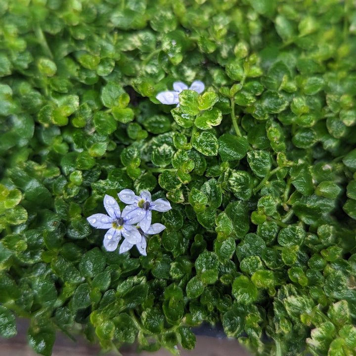 Isotoma fluviatilis ~ Blue Star Creeper