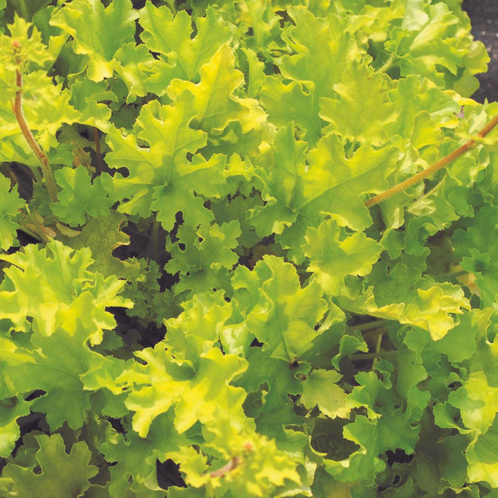 Heuchera ‘Lime Marmalade’ ~ Lime Marmalade Heuchera