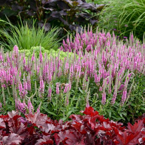 Veronica 'Pink Potion' PP 29,681 ~ PW® Magic Show® Pink Potion Veronica
